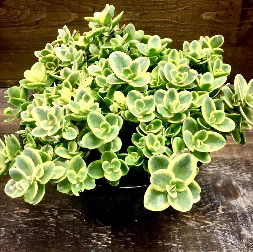 Stonecrop - Sedum 'Lime Twister' 8"