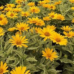 Heliopsis 'Sunstruck' False Sunflower 8"