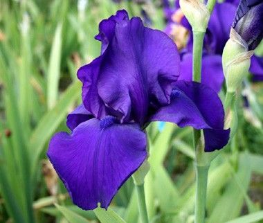 Iris Germanica 'Matinata' 1 gal