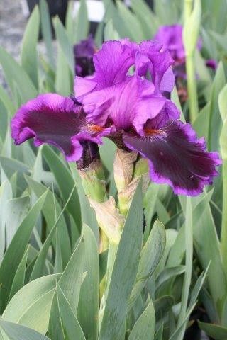 Iris Germanica 'Pagan Dance' 1 gal