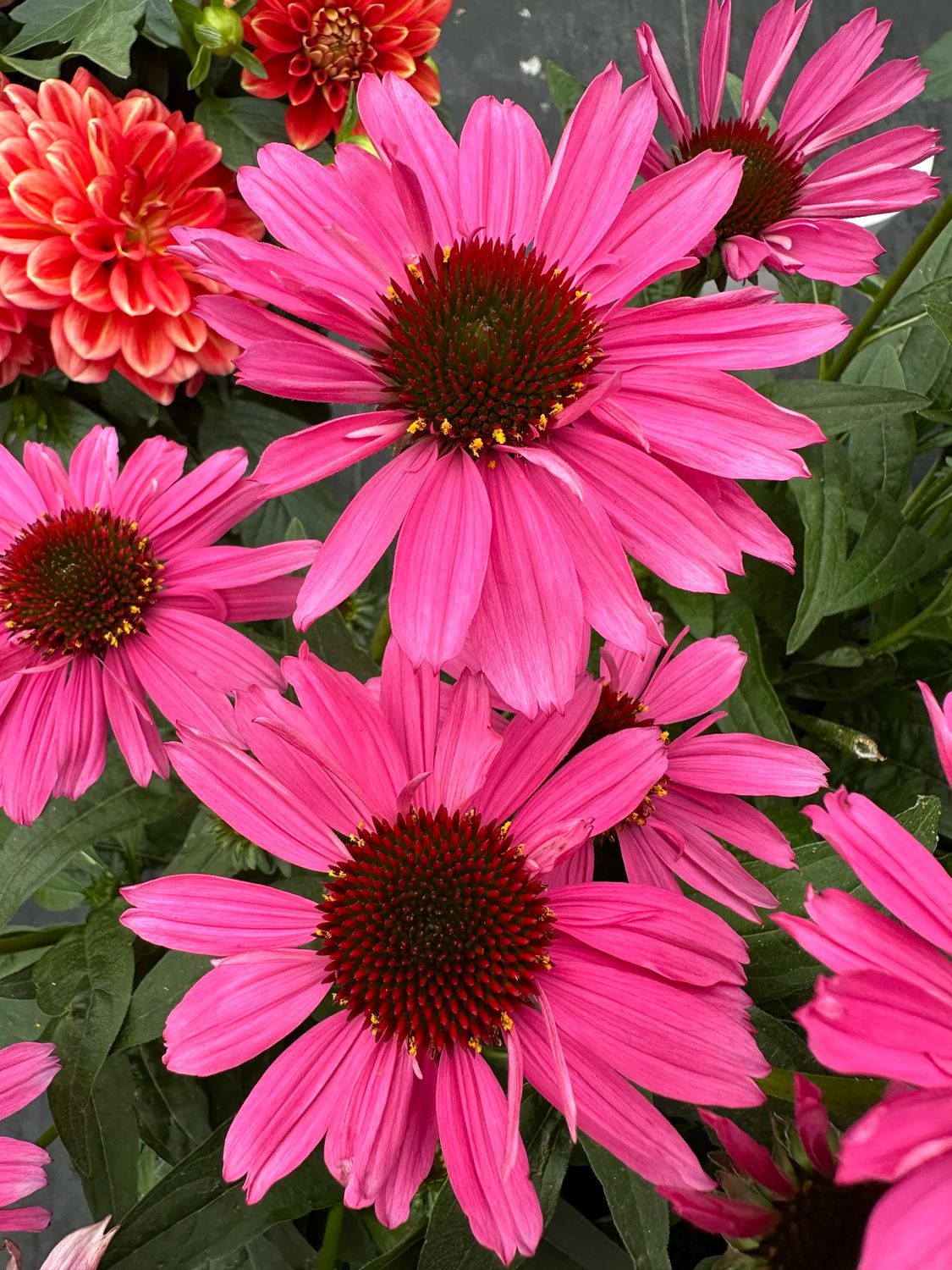 Cone Flower 'Echinacea Sunmagic Vintage Double Hot Pink Pink' 1 gal
