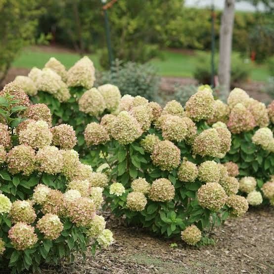 Hydrangea 'Powerball' 2 gal PW