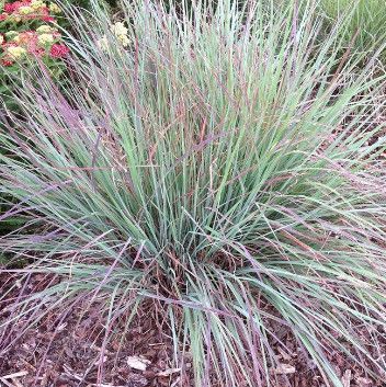 Little Bluestem 'Standing Ovation' 8"