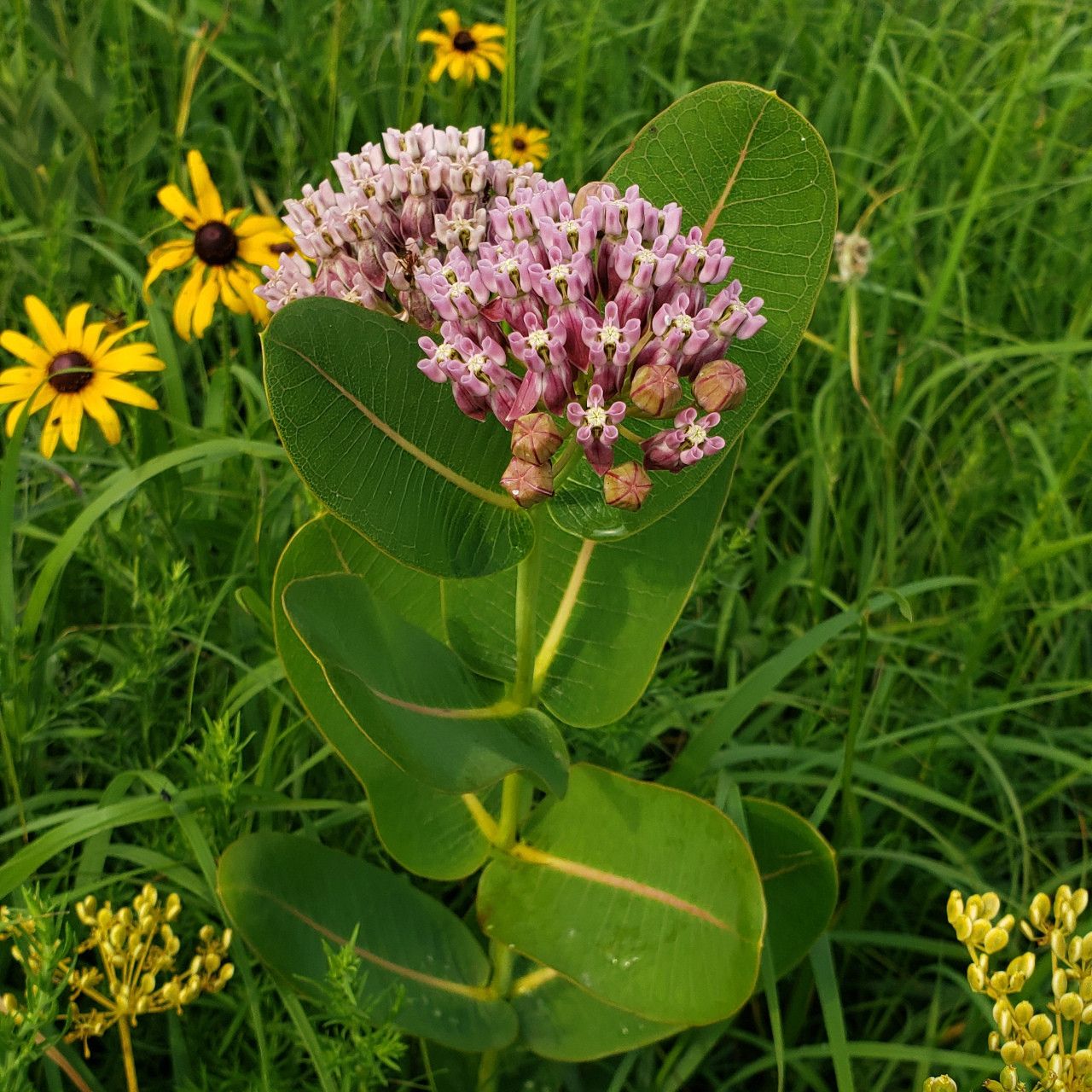 Asclepias sullivantii 'Sullivant's Milkweed' 1 gal