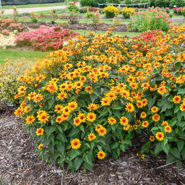 Heliopsis 'Sundial' False Sunflower 1 gal