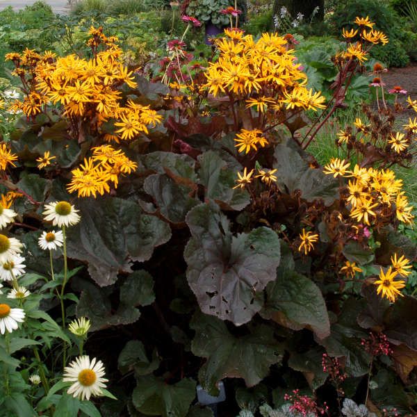 Ligularia 'Britt-Marie Crawford' 1 gal