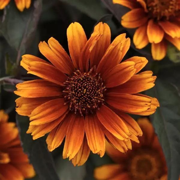 Heliopsis 'Summer Eclipse' 8"