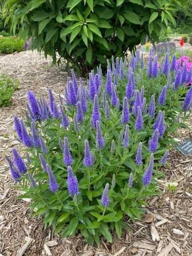 Speedwell 'Veronica Skyward Blue' 1 gal