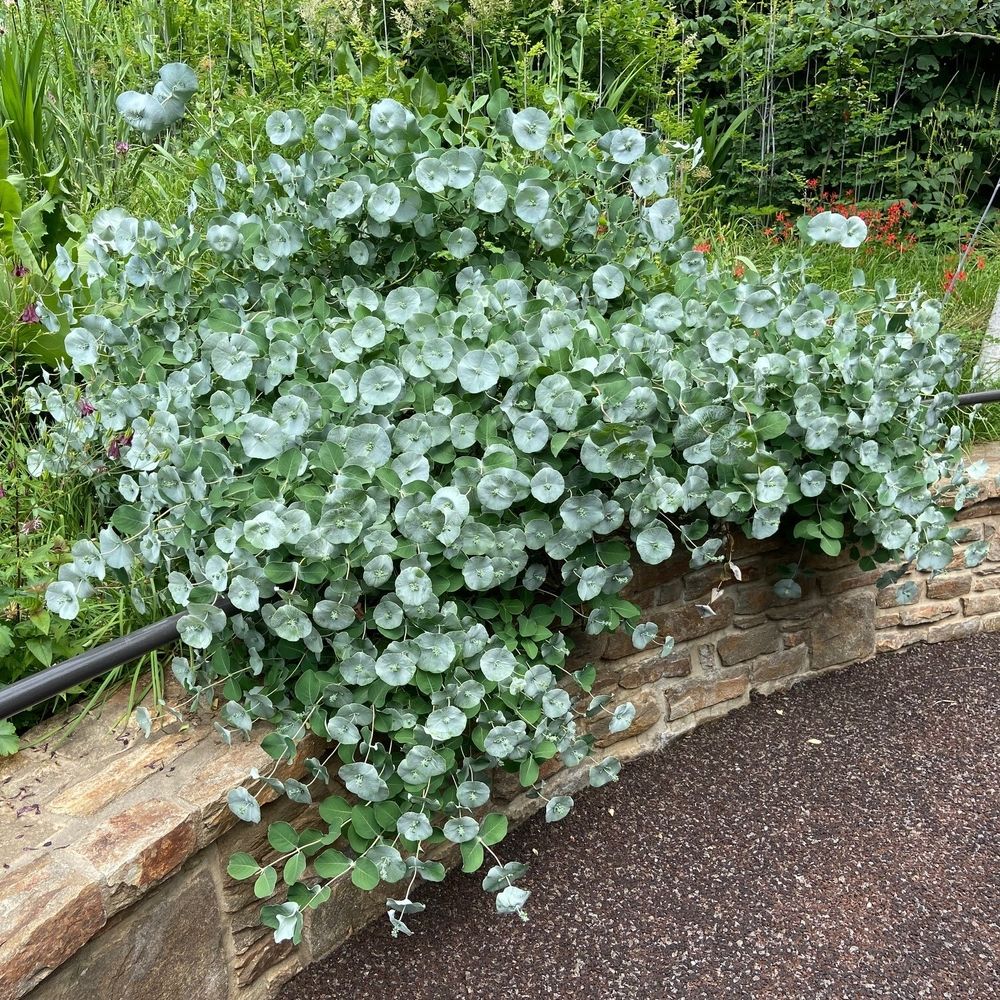 Lonicera 'Kintzley's Ghost' Honeysuckle 2 gal PW