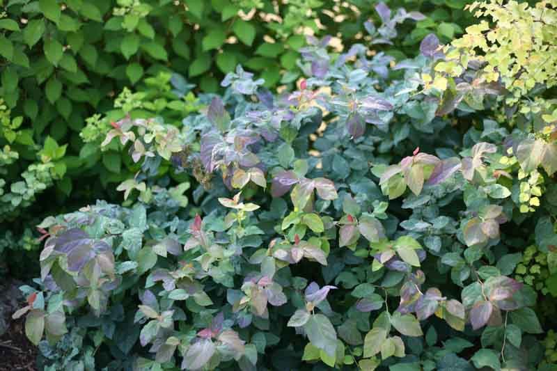 Spirea 'Double Play Kazoo' 3 gal PW