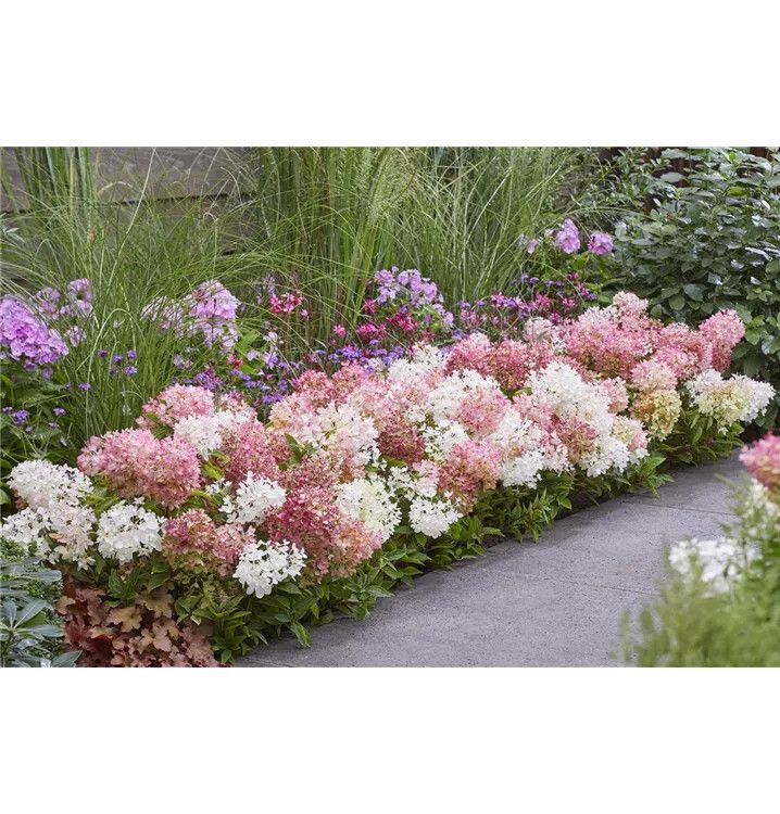 Hydrangea Groundbreaker 'Blush' 2 gal