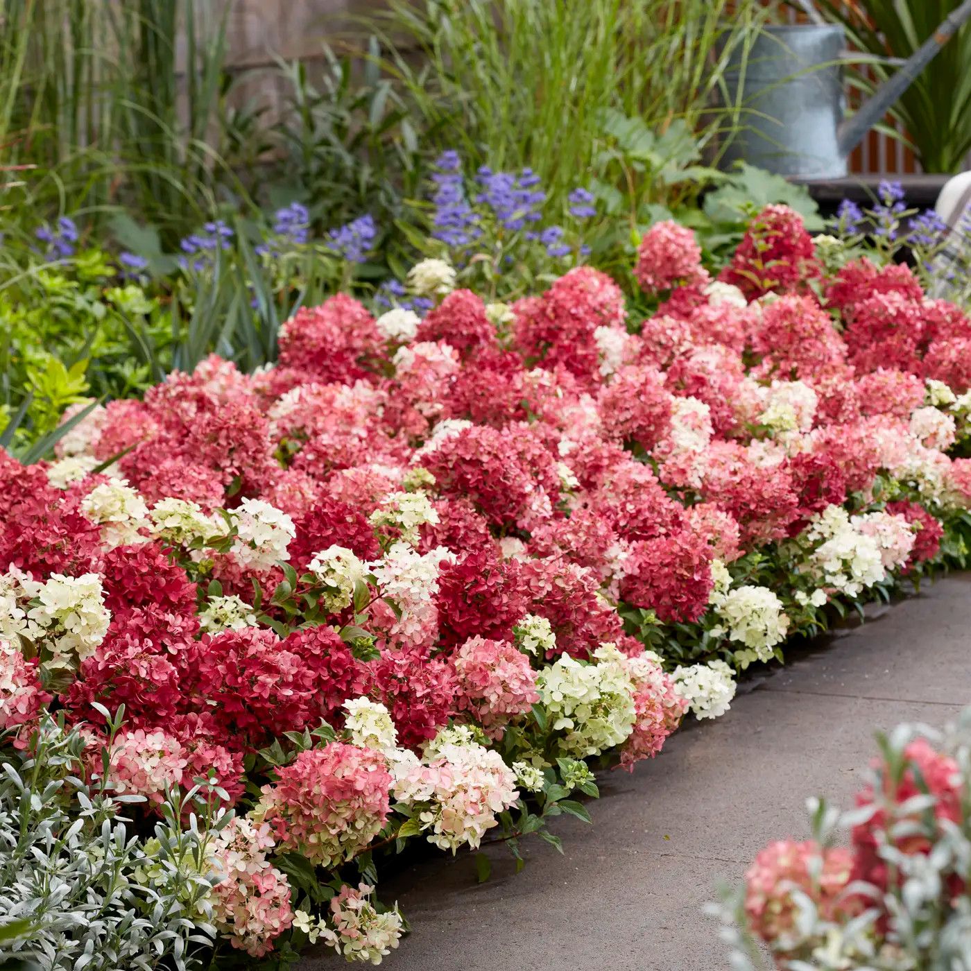 Hydrangea Groundbreaker 'Ruby' 2 gal