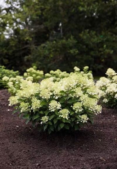 Hydrangea 'Living Little Milk &amp; Honey' 2 gal