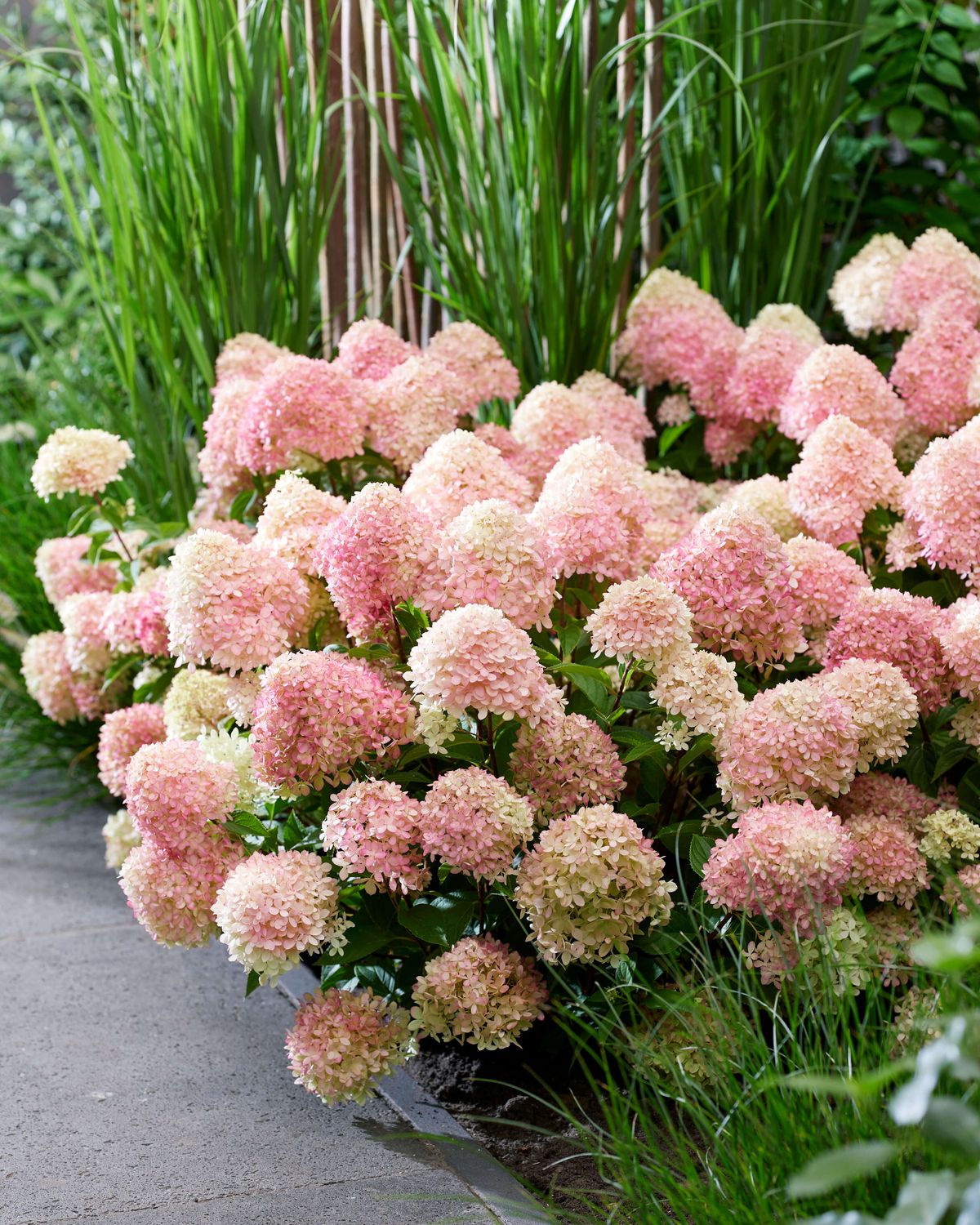 Hydrangea 'Living Little Love' 2 gal