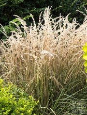 Feather Reed Grass 'Calamagrostis Avalanche' 1 gal