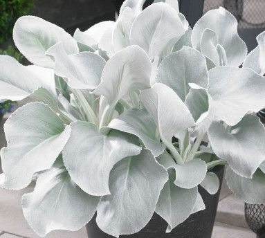Senecio 'Angel Wings' 6"