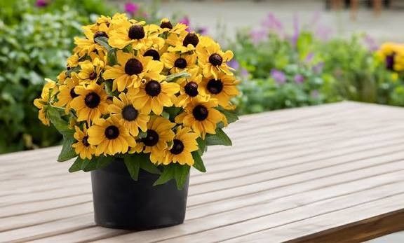 Black-Eyed Susan 'Tablemate' Rudbeckia 6"