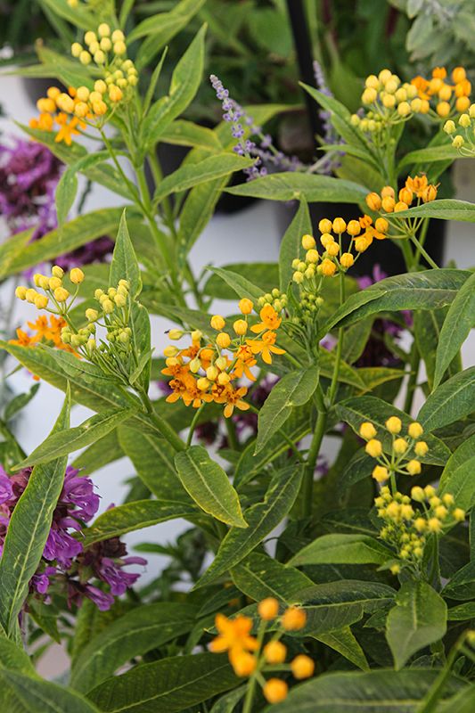 Tropical Milkweed 'Silky Gold' Asclepias curassavica 10"