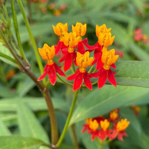 Tropical Milkweed 'Silky Red' Asclepias curassavica 10"