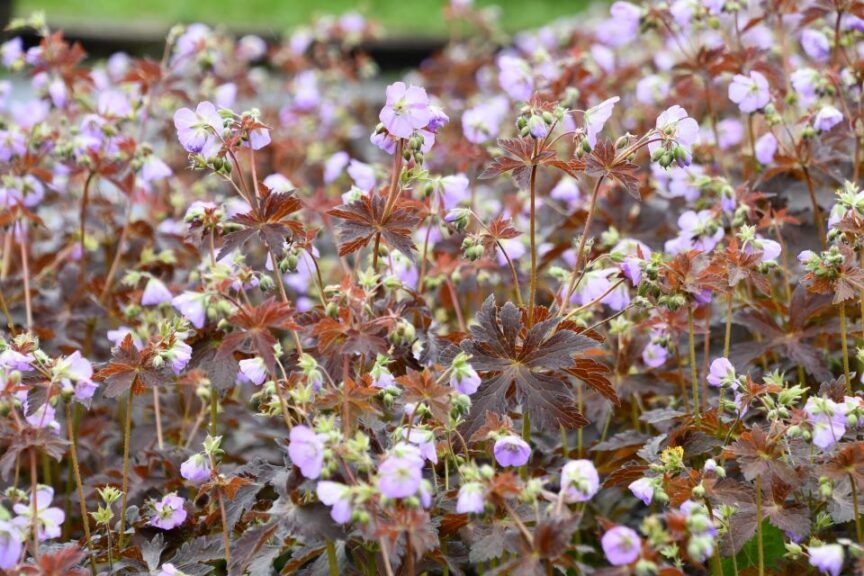 Geranium 'Huggy Bear' 1 gal