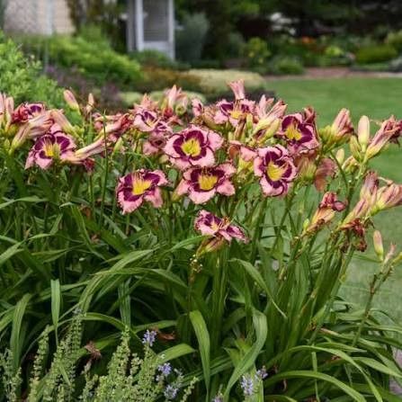 Daylily - Hemerocallis 'Sound of My Heart' 1 gal PW