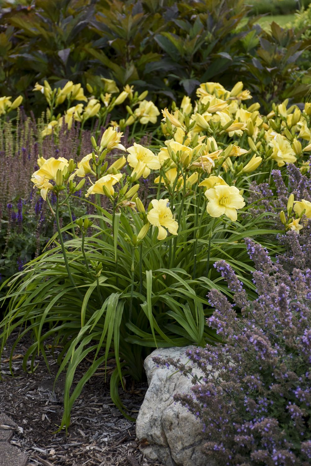 Daylily - Hemerocallis 'Going Bananas' 1 gal PW