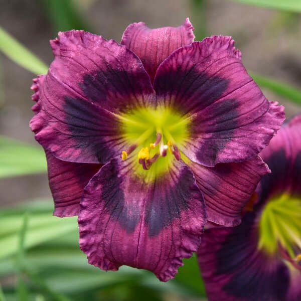 Daylily - Hemerocallis 'Kansas Kitten' 1 gal