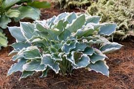 Hosta 'Hope Springs Eternal' 1 gal PW