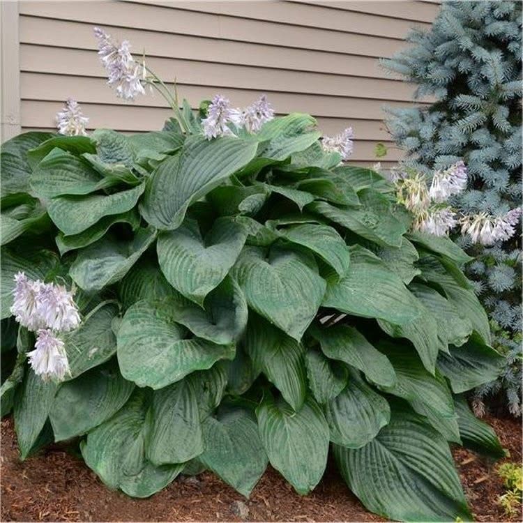 Hosta 'Empress Wu' 2 gal PW