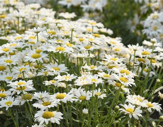 Shasta Daisy 'Leucanthemum Make My Daisy Happy' 8"