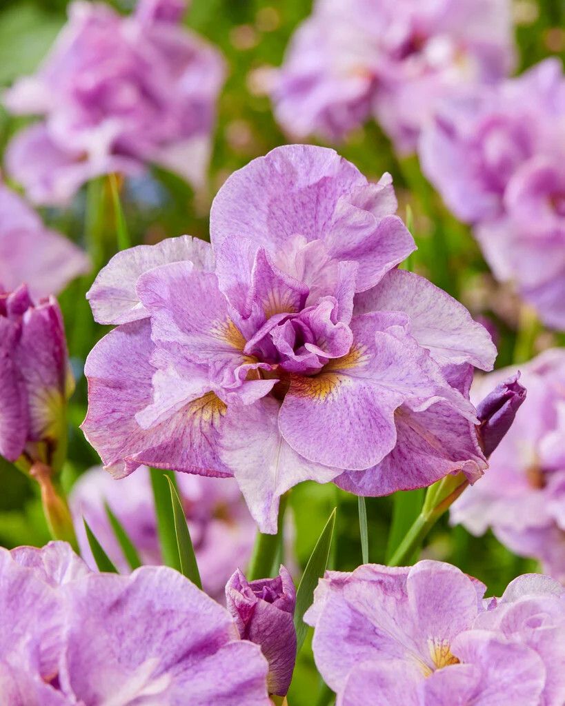 Iris Siberian 'Pink Parfait' 1 gal