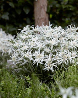 Edelweiss 'Blossom of Snow' Leontopodium 2 gal