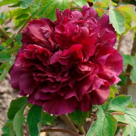 Peony 'Mo Run Jue Lun' 2 gal (Tree)