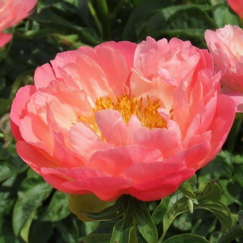Peony 'Coral Sunset' 8"