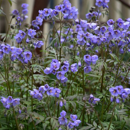Jacob's Ladder 'Polemonium Heaven Scent' 8" PW