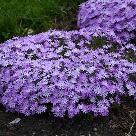 Creeping Phlox 'Bedazzled Lavender' 8"