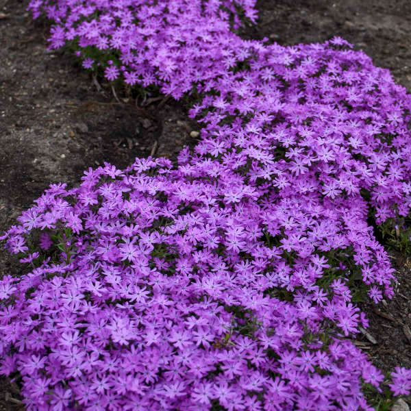 Creeping Phlox 'Bedazzled Pink' 8"