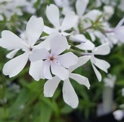 Garden Phlox 'May Breeze' 8"