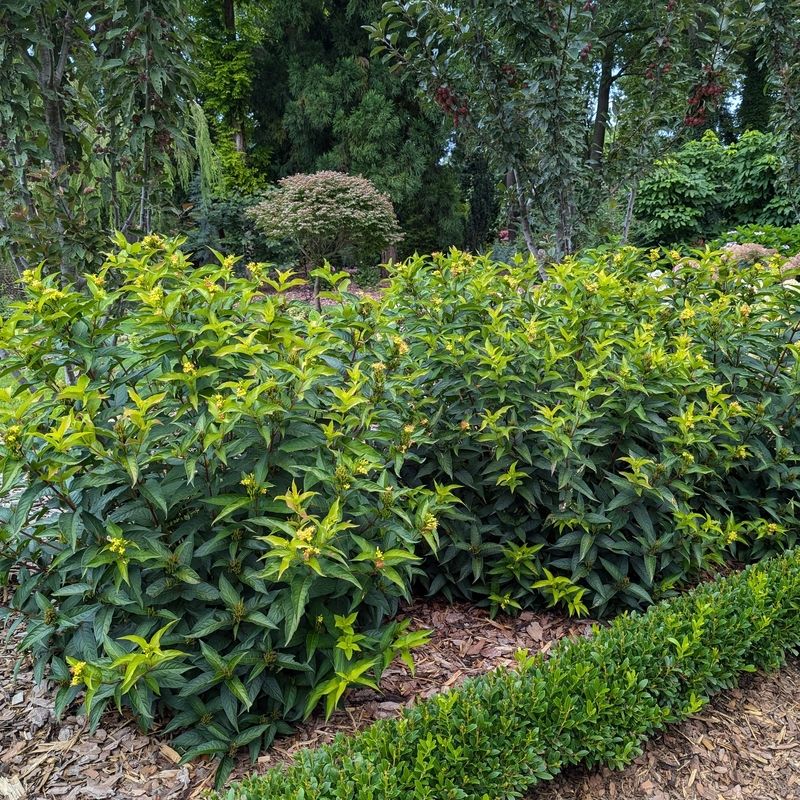 Diervilla 'Kodiak Green' Honeysuckle 2 gal PW