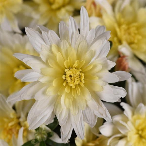 Fall Mum 14" Pot Astral White