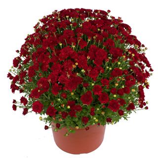 Fall Mum 14" Pot Samantha Red