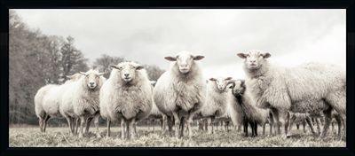 Art - Herd 21.375" x 49.375"