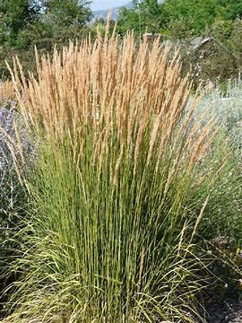 Feather Reed Grass 'Calamagrostis Avalanche' 2 gal