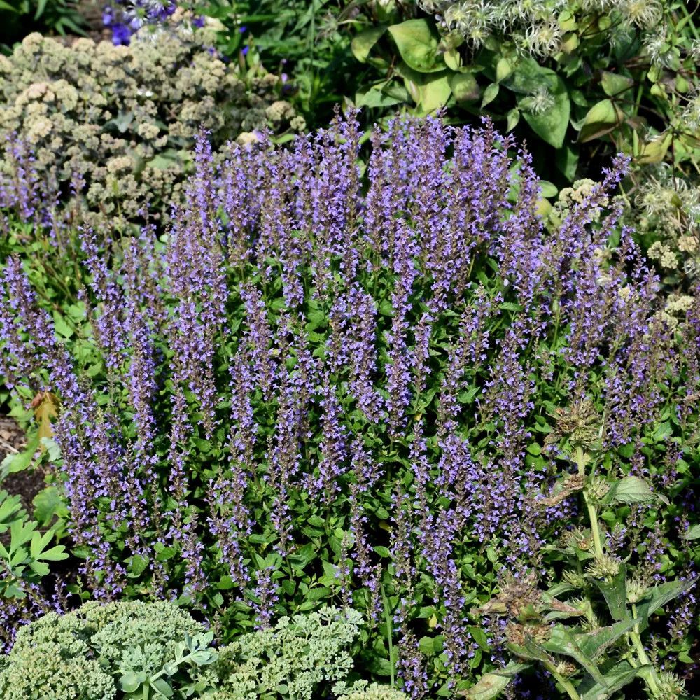 Hyssop 'Agastache Blue Bayou' 1 gal