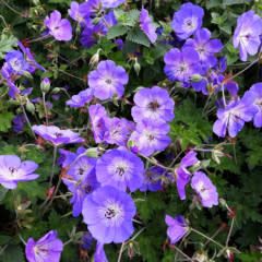 Perennial Geranium 'Rozanne' 8"