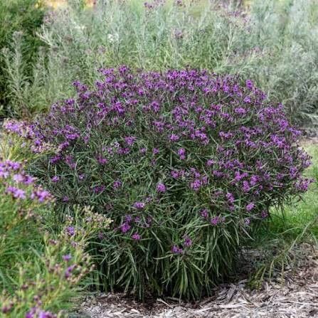 Vernonia 'Prairie Princess' Ironweed 8"