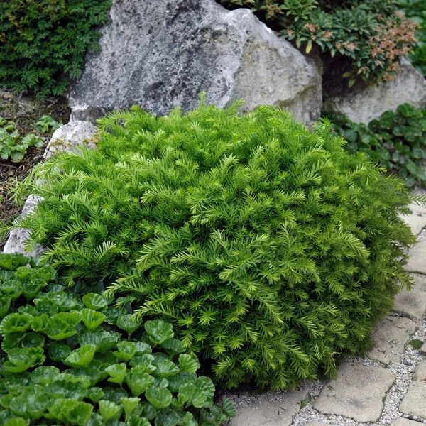 Yew 'Densiformis' Taxus 50cm 5 gal (spreading)