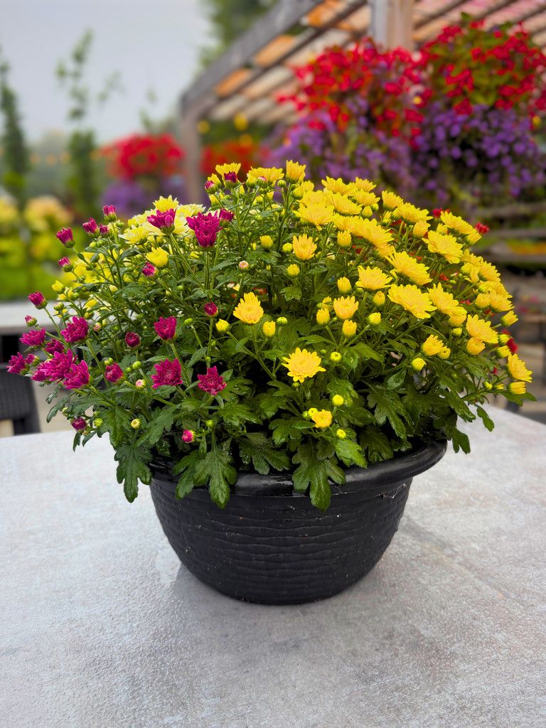 12" Fall Mum Bowl