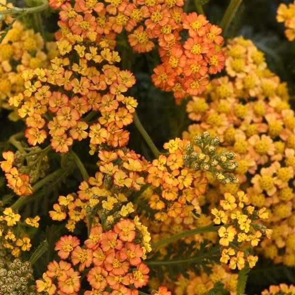 Yarrow 'Milky Rock Yellow Terracotta' 1 gal