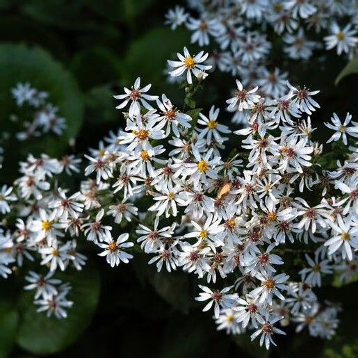 Perennial Aster 'Eastern Star' 1 gal